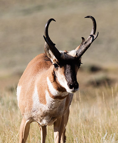 Pronghorn Antilocapra americana Pronghorn Antelope