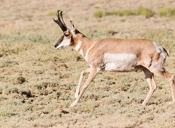 Pronghorn Antilocapra americana Pronghorn Antelope