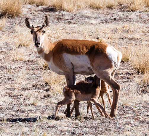 Pronghorn Antilocapra americana Pronghorn Antelope