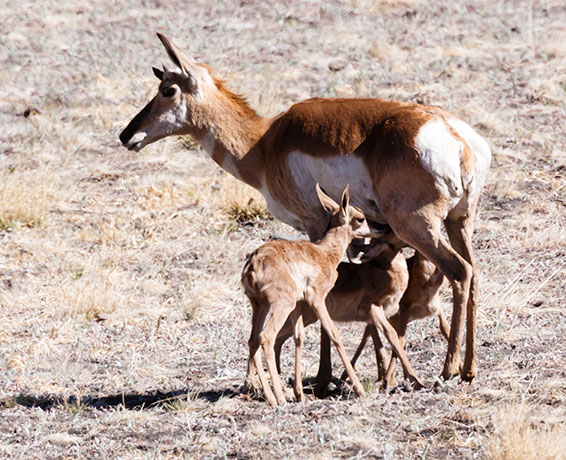 Pronghorn Antilocapra americana Pronghorn Antelope