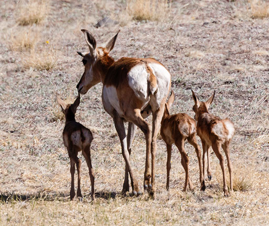 Pronghorn Antilocapra americana Pronghorn Antelope