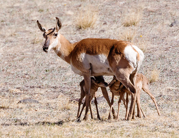 Pronghorn Antilocapra americana Pronghorn Antelope