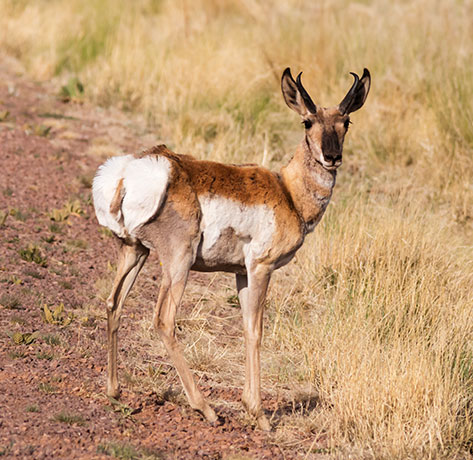 Pronghorn Antilocapra americana Pronghorn Antelope