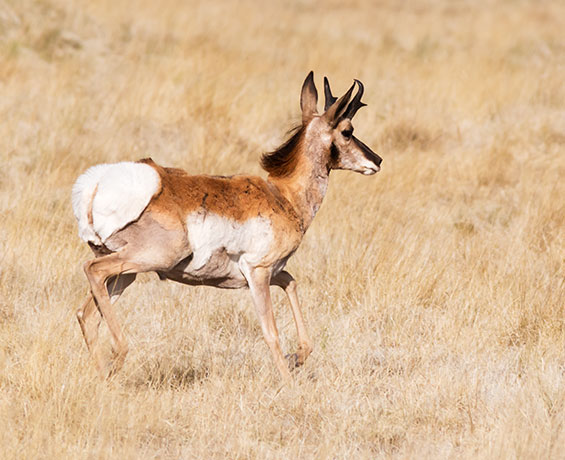 Pronghorn Antilocapra americana Pronghorn Antelope