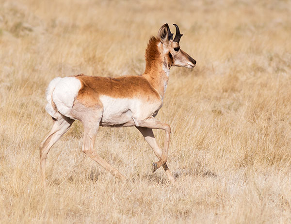 Pronghorn Antilocapra americana Pronghorn Antelope