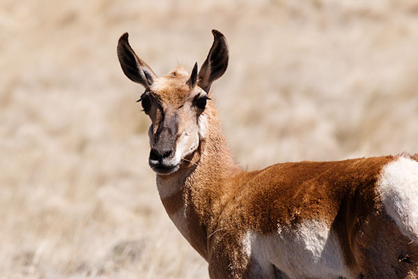Pronghorn Antilocapra americana Pronghorn Antelope