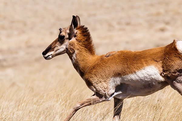 Pronghorn Antilocapra americana Pronghorn Antelope