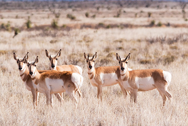 Pronghorn Antilocapra americana Pronghorn Antelope