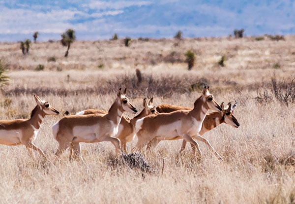 Pronghorn Antilocapra americana Pronghorn Antelope