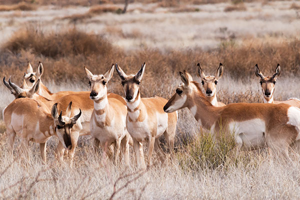 Pronghorn Antilocapra americana Pronghorn Antelope