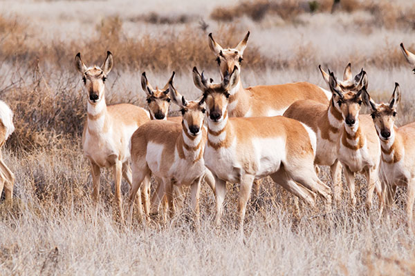 Pronghorn Antilocapra americana Pronghorn Antelope