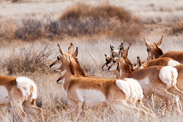 Pronghorn Antilocapra americana Pronghorn Antelope