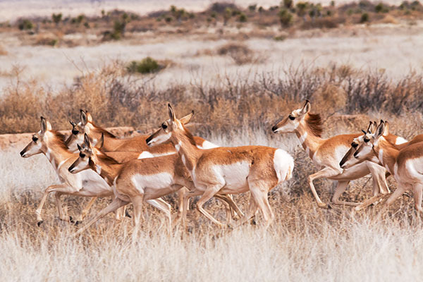 Pronghorn Antilocapra americana Pronghorn Antelope
