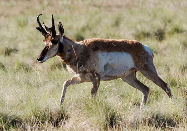 Pronghorn Antilocapra americana Pronghorn Antelope