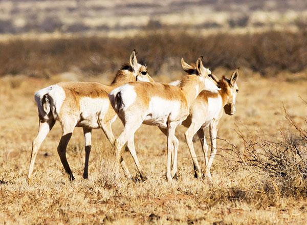 Pronghorn Antilocapra americana Pronghorn Antelope