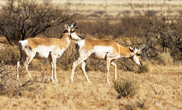 Pronghorn Antilocapra americana Pronghorn Antelope