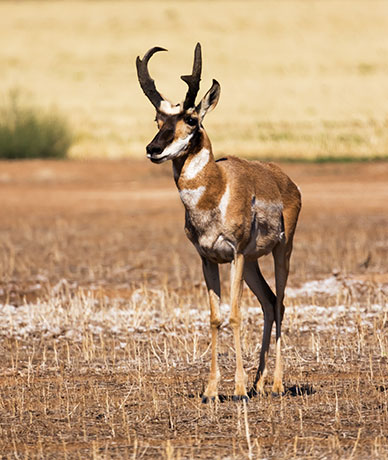 Pronghorn Antilocapra americana Pronghorn Antelope