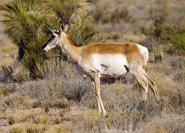 Pronghorn Antilocapra americana Pronghorn Antelope