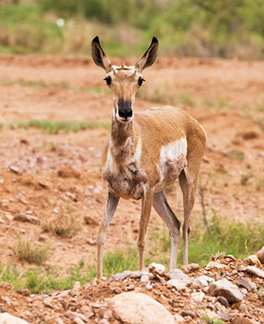 Pronghorn Antilocapra americana Pronghorn Antelope