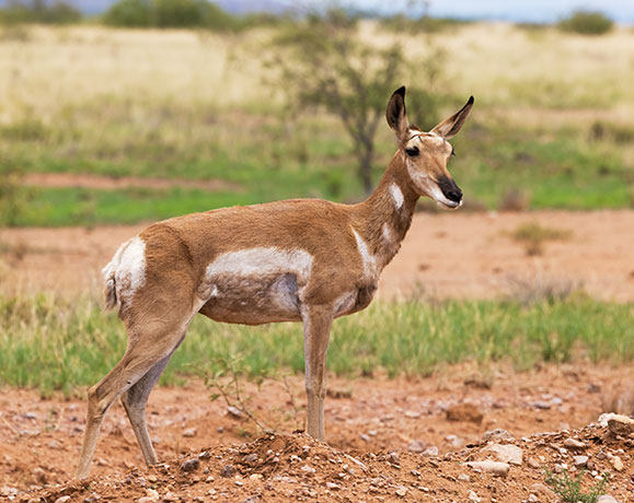 Pronghorn Antilocapra americana Pronghorn Antelope