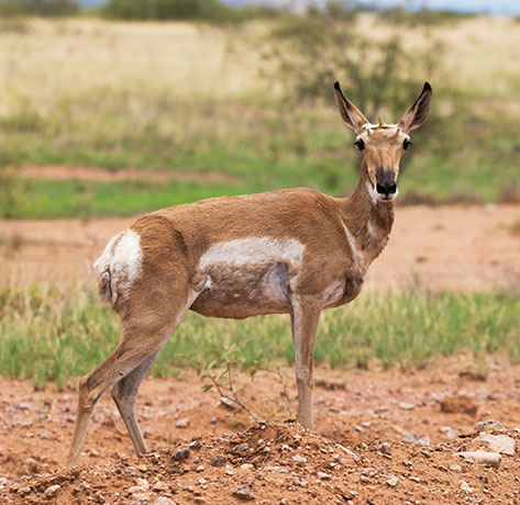 Pronghorn Antilocapra americana Pronghorn Antelope