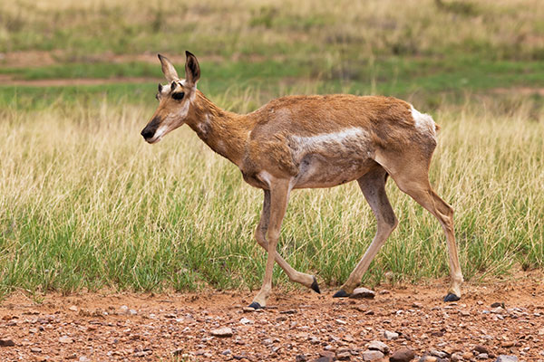 Pronghorn Antilocapra americana Pronghorn Antelope