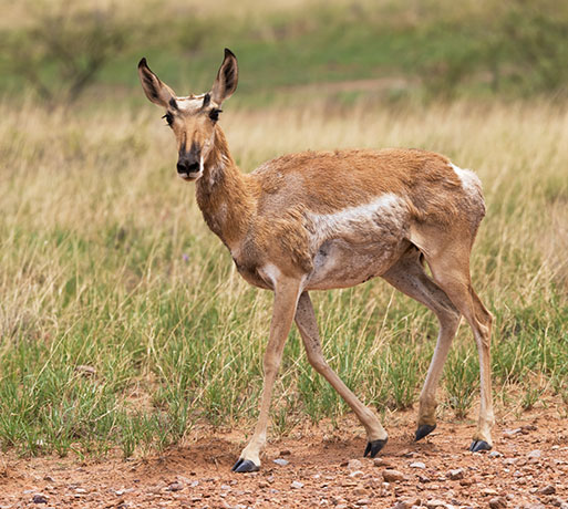 Pronghorn Antilocapra americana Pronghorn Antelope