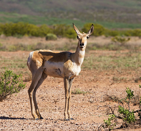 Pronghorn Antilocapra americana Pronghorn Antelope