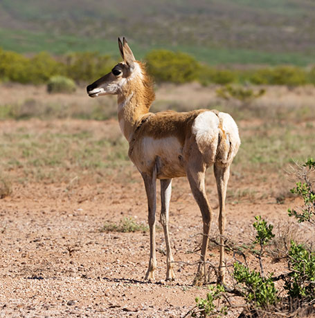 Pronghorn Antilocapra americana Pronghorn Antelope
