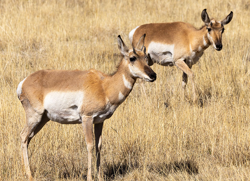 Pronghorn Antilocapra americana Pronghorn Antelope
