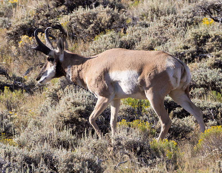Pronghorn Antilocapra americana Pronghorn Antelope