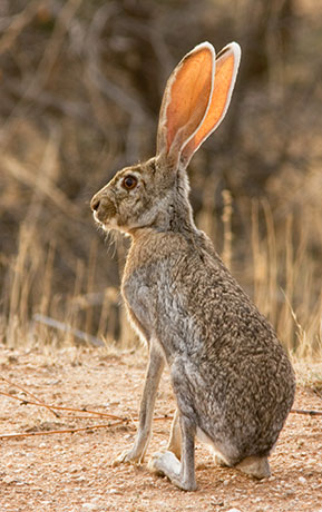 Antelope Jackrabbit Lepus alleni 