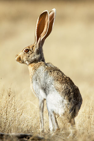 Antelope Jackrabbit Lepus alleni 
