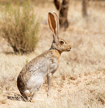 Antelope Jackrabbit Lepus alleni 