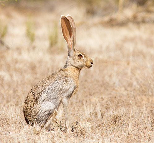 Antelope Jackrabbit Lepus alleni 