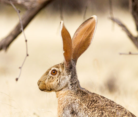 Antelope Jackrabbit Lepus alleni 