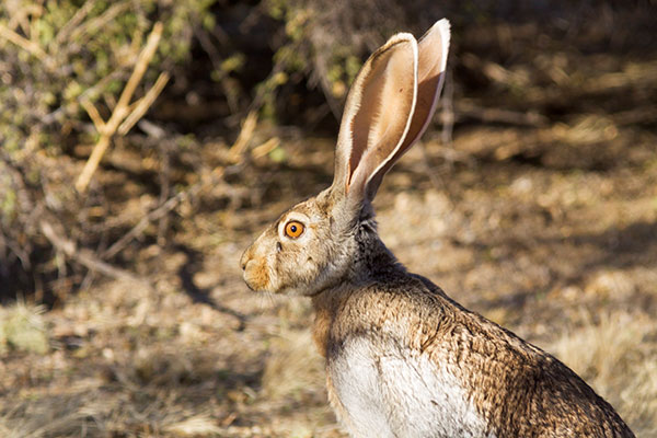 Antelope Jackrabbit Lepus alleni 