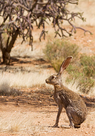 Antelope Jackrabbit Lepus alleni 