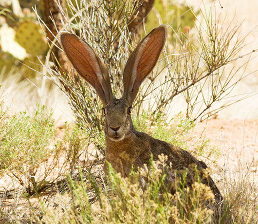 Antelope Jackrabbit Lepus alleni 