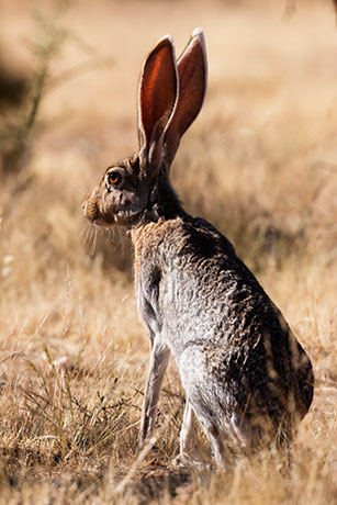 Antelope Jackrabbit Lepus alleni 