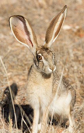 Black-tailed Jackrabbit Lepups californicus