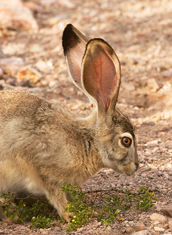 Black-tailed Jackrabbit Lepups californicus