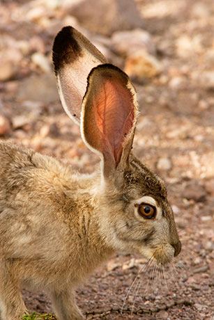 Black-tailed Jackrabbit Lepups californicus