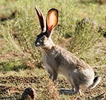 20070726Jackrabbit01Tn.jpg
