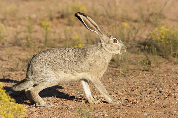 Black-tailed Jackrabbit Lepups californicus