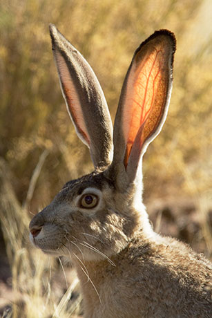 Black-tailed Jackrabbit Lepups californicus
