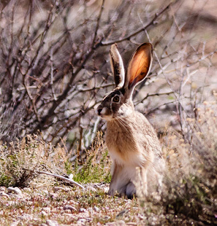 Black-tailed Jackrabbit Lepups californicus