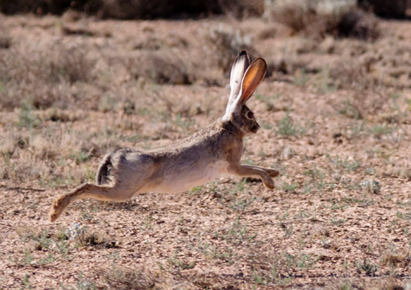 Black-tailed Jackrabbit Lepups californicus