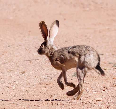 Black-tailed Jackrabbit Lepups californicus