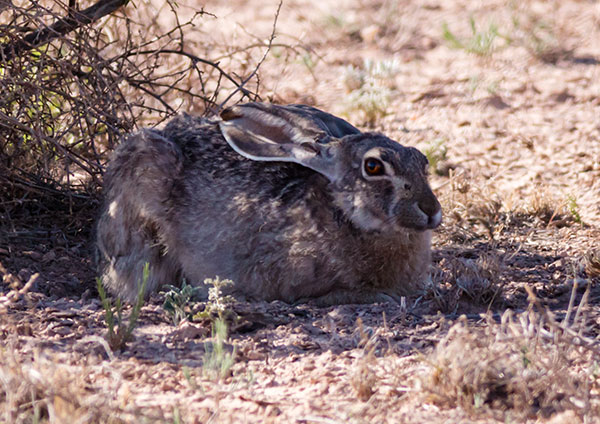 Black-tailed Jackrabbit Lepups californicus